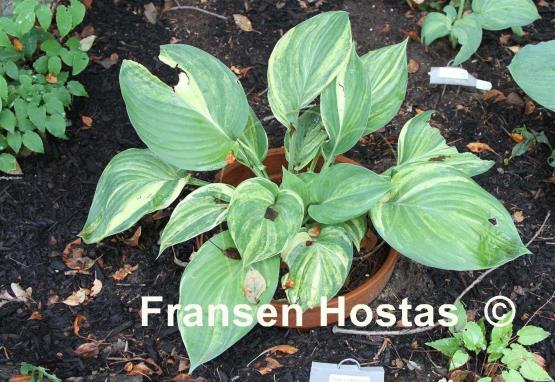 Hosta Blue Lightning